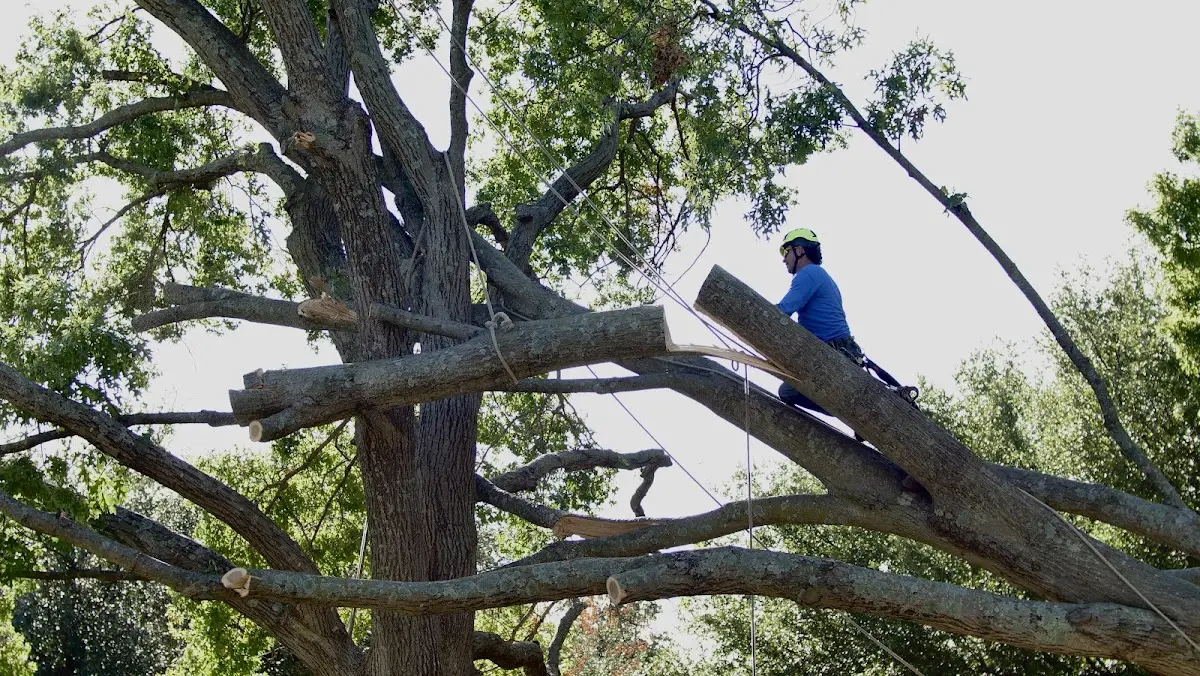 Professional Crown Thinning performed by certified arborists in Hawthorne